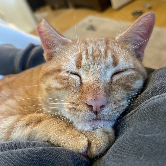 Meet your Posher, Quinn - Picture 1 of 1